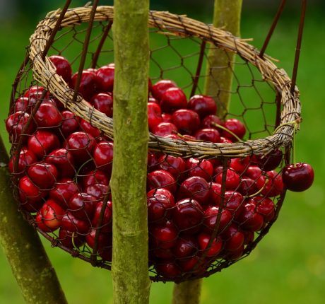 Festa da Cereja